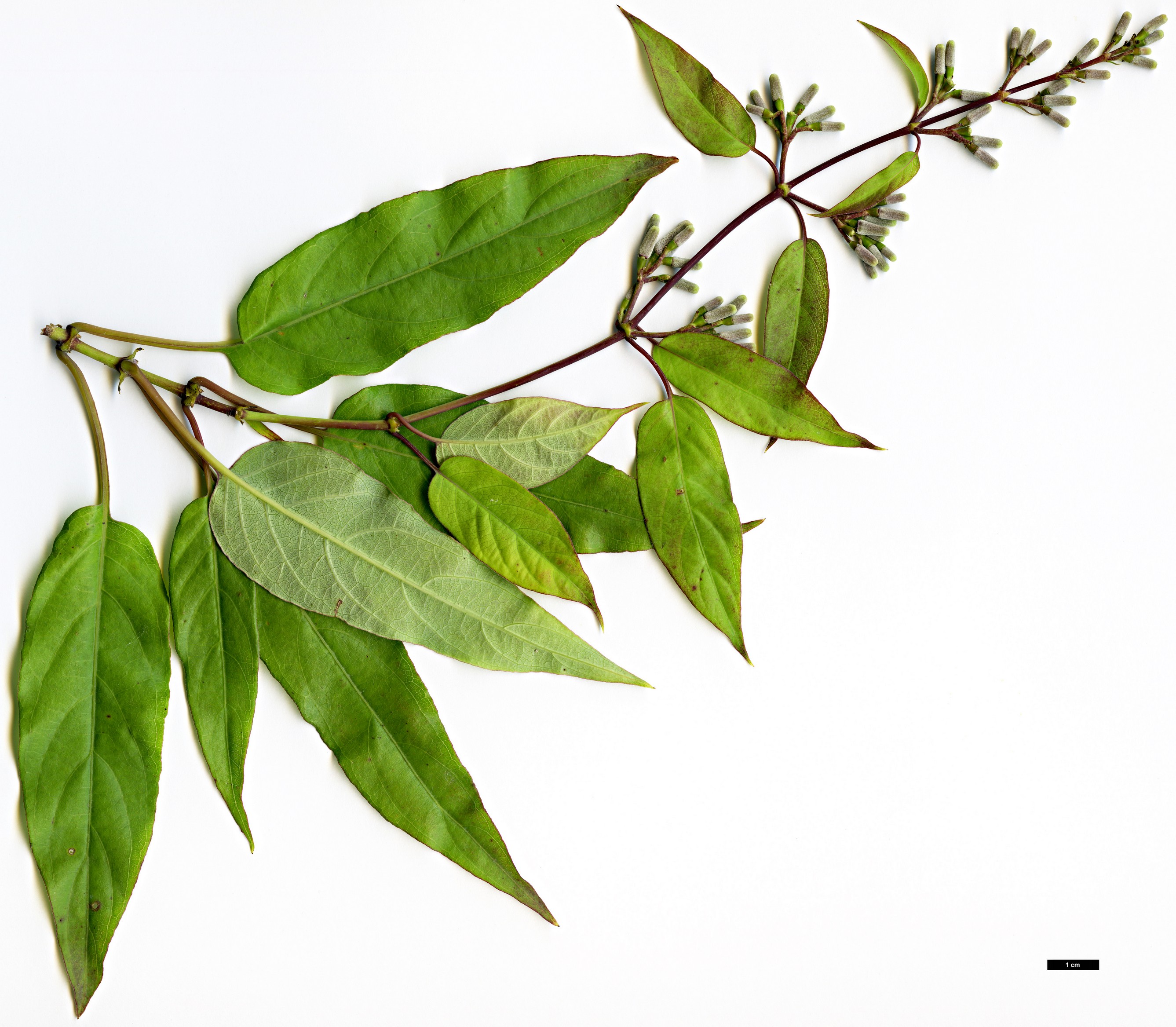 High resolution image: Family: Rubiaceae - Genus: Paederia - Taxon: foetida